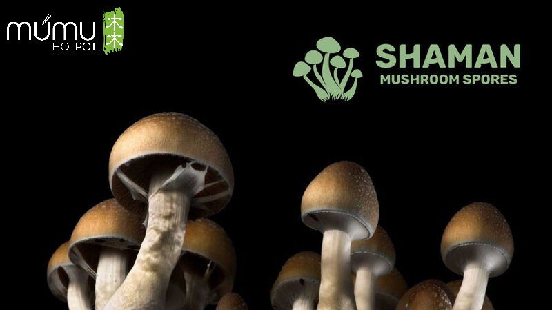 Shaman mushroom spores coupon code, claim your exclusive Mushrooms